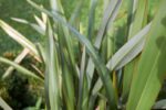 phormium tenax vert formio 1 1