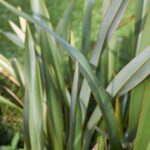 phormium tenax vert formio 1 1
