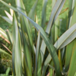 phormium tenax vert formio 1 1