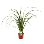 phormium tenax vert formio 2