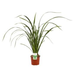 phormium tenax vert formio 2