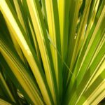 phormium tenax wings of gold formio 1 1