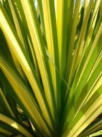 phormium tenax wings of gold formio 1 1