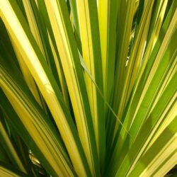 phormium tenax wings of gold formio 1 1