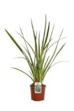 phormium tenax wings of gold formio 2