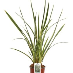 phormium tenax wings of gold formio 2