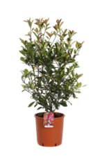 photinia fraseri carre rouge fotinia 1 1