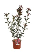 photinia fraseri carre rouge fotinia 2 1