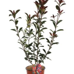 photinia fraseri carre rouge fotinia 2 1