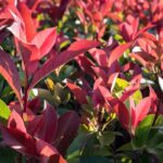 photinia fraseri carre rouge fotinia 3 1