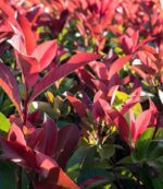 photinia fraseri carre rouge fotinia 3 1