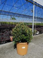photinia fraseri chico fotinia 1