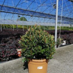 photinia fraseri chico fotinia 1