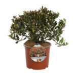 photinia fraseri chico fotinia