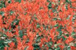 photinia fraseri chico fotinia 2