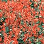 photinia fraseri chico fotinia 2