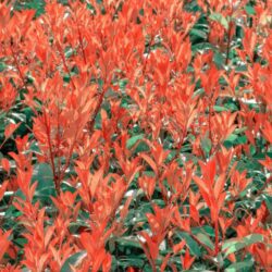 photinia fraseri chico fotinia 2