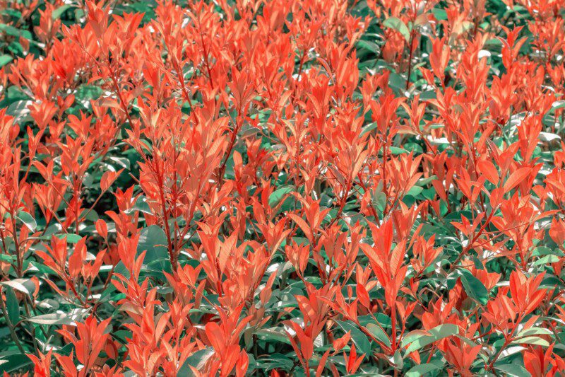 photinia fraseri chico fotinia 2 photinia fraseri chico fotinia 2