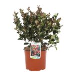 photinia fraseri compatta little red robin fotinia 1