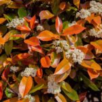 photinia fraseri compatta little red robin fotinia 2