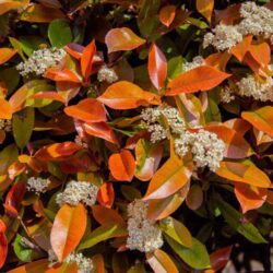photinia fraseri compatta little red robin fotinia 2