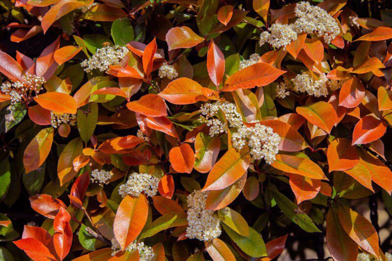photinia fraseri compatta little red robin fotinia 2 photinia fraseri compatta little red robin fotinia 2