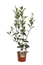photinia fraseri red robin fotinia 1