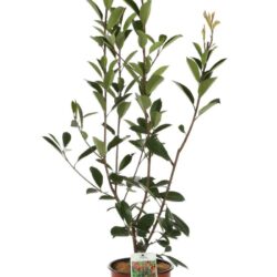 photinia fraseri red robin fotinia 1