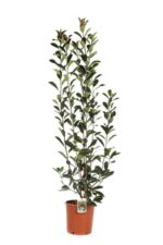 photinia fraseri red robin fotinia