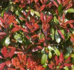 photinia fraseri red robin fotinia 2