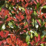 photinia fraseri red robin fotinia 2