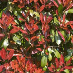 photinia fraseri red robin fotinia 2