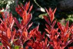 photinia fraseri super red fotinia 1
