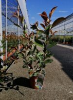 photinia fraseri super red fotinia