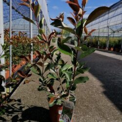 photinia fraseri super red fotinia