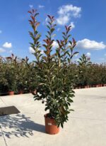 photinia fraseri super red fotinia 3