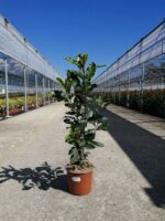 photinia serratifolia crunchy fotinia 2