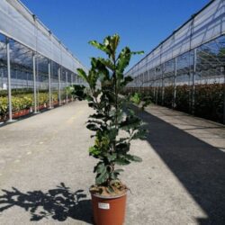 photinia serratifolia crunchy fotinia 2