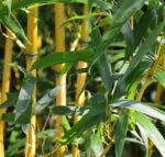 phyllostachis aureosulcata aureocaulis bambu