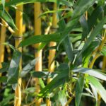 phyllostachis aureosulcata aureocaulis bambu