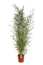 phyllostachis aureosulcata aureocaulis bambu 2