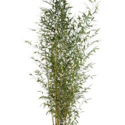 phyllostachis aureosulcata aureocaulis bambu 2