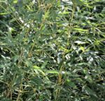 phyllostachis aureosulcata spectabilis v24 bambu
