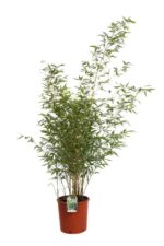 phyllostachis aureosulcata spectabilis v24 bambu 2