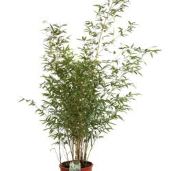 phyllostachis aureosulcata spectabilis v24 bambu 2