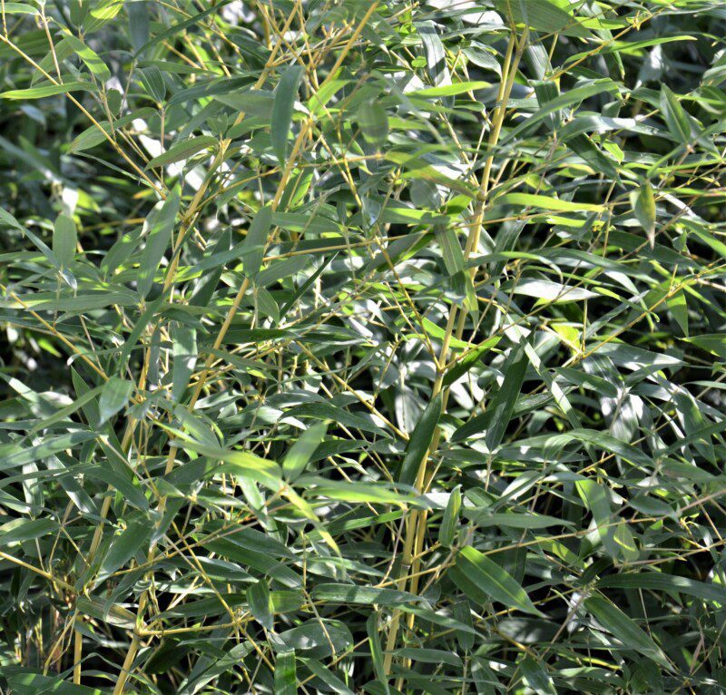 phyllostachis aureosulcata spectabilis v24 bambu phyllostachis aureosulcata spectabilis v24 bambu