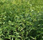 phyllostachis bissetti bambu