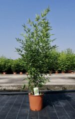 phyllostachis bissetti bambu 2