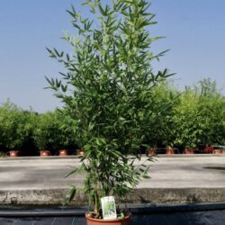 phyllostachis bissetti bambu 2