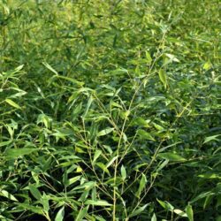 phyllostachis bissetti bambu